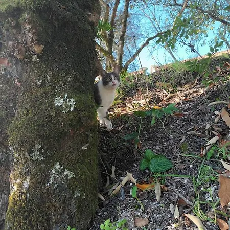 Quinta Da Penela * Vieira do Minho