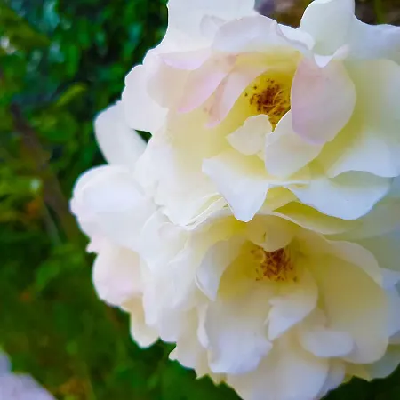 Quinta Da Penela Venkovský dům Vieira do Minho