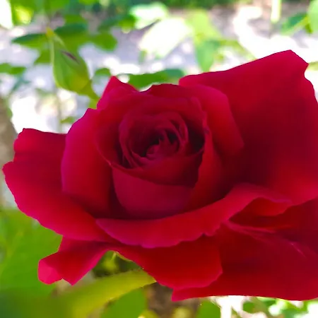 Quinta Da Penela Landsted