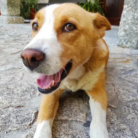 Landhuis Quinta Da Penela *