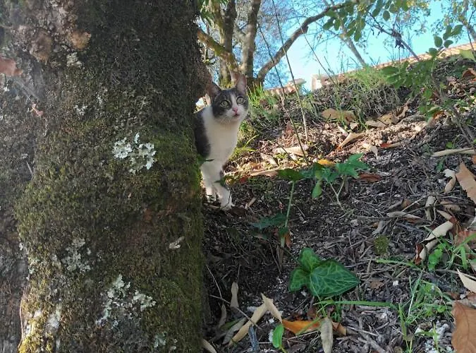 Quinta Da Penela * Vieira do Minho